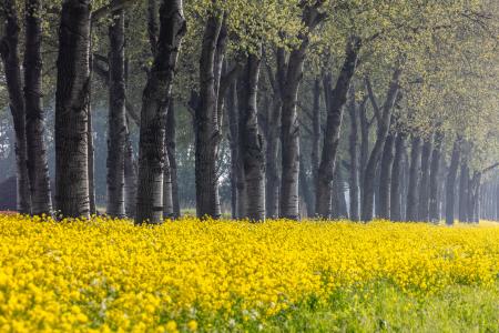 A row of trees and rape flowers 