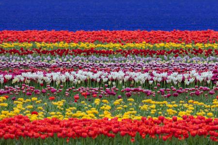 Rows of tulips and hyacinths