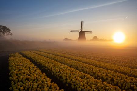 Windmill & tulips at dawn