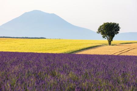 Sole tree on Valensole plateau