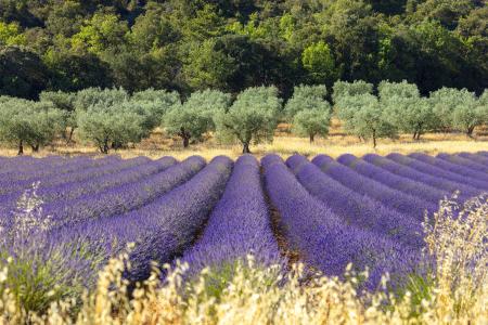 Olive trees & lavender, Provence