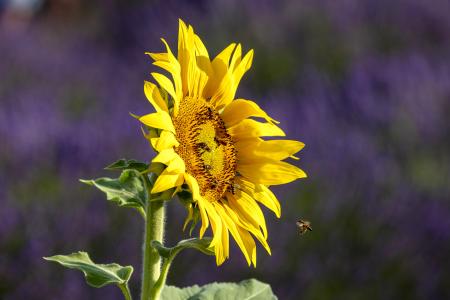 Sunflower and bees