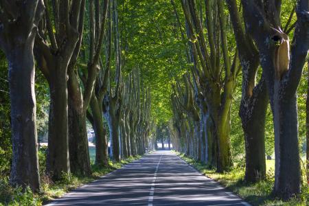 Tree lined avenue, Provence