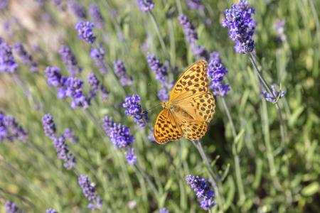 Butterfly & lavender, Provence