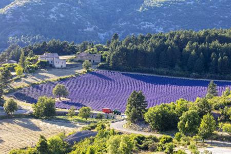 Lavender field near Sault