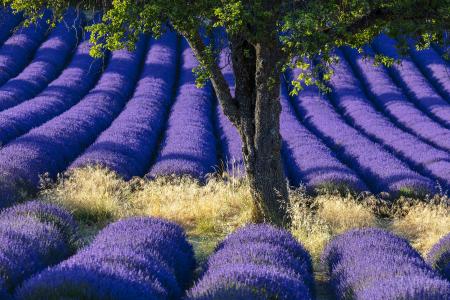 Tree, grasses & lavender, Provence