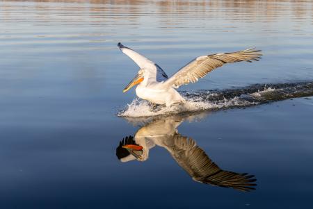 Reflected action