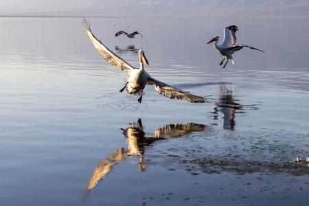 Coming into land on the lake