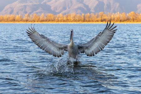 Spread your wings on the lake