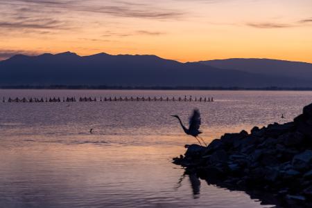 Flamingo taking off at dawn