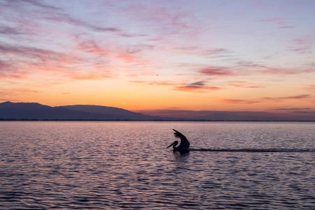 Sole pelican at dawn