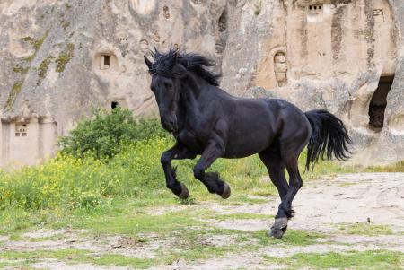 Friesian horse in Cappadocia