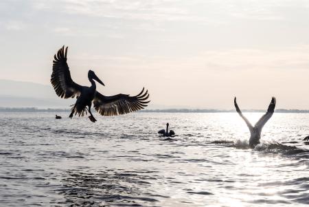 Backlit pelicans after sunrise
