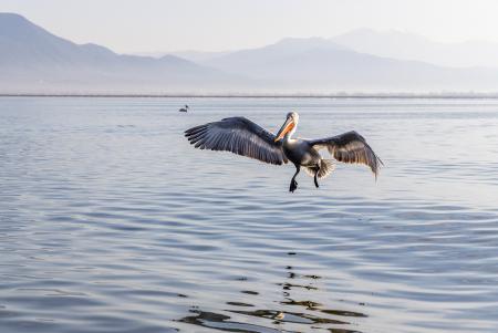 Coming in to land