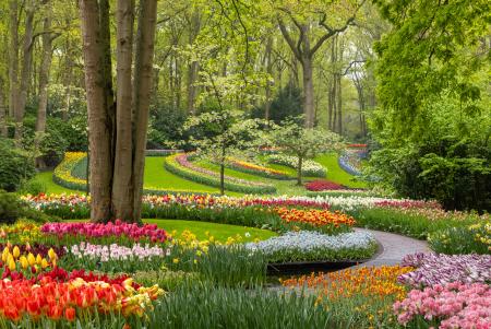 Keukenhof gardens, North Holland