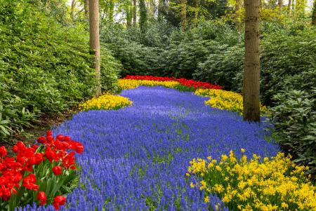 Avenue of hyacinths, Keukenhof