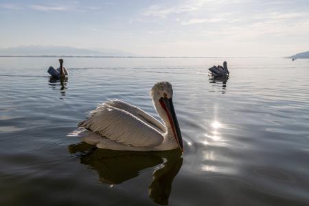 A trio of pelicans at sunrise