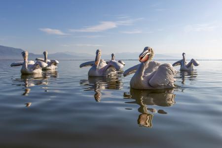 Primed pelicans