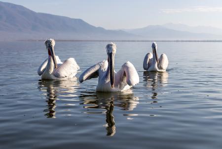 Floating pelicans