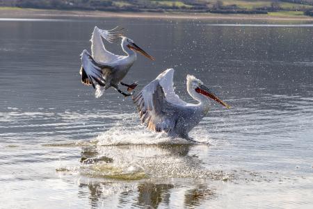 A couple of backlit pelicans