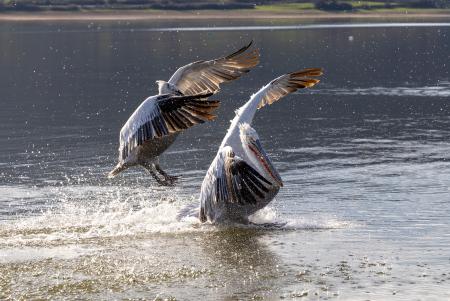 Two backlit pelicans 