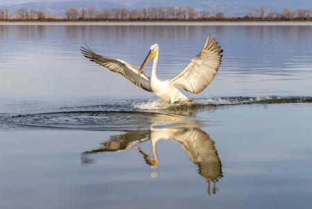 Posed pelican