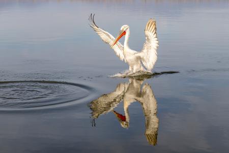 Pelican walking on water