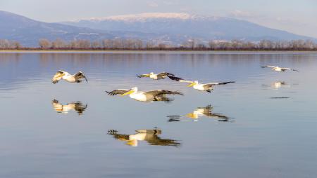 Pod of pelicans