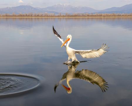 Pelican dance