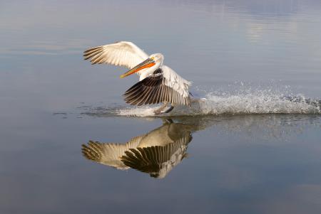 Surfing pelican