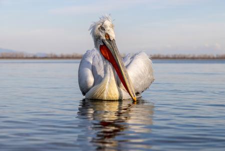 Pelican portrait