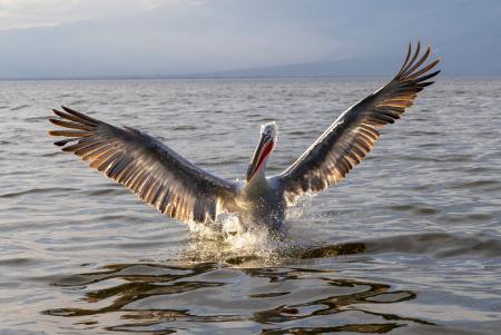 A backlit pelican