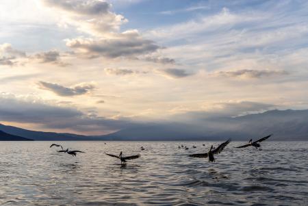 Squadron of pelicans