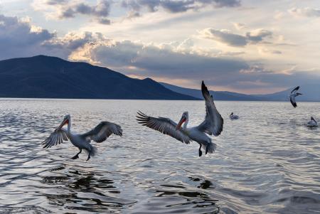Balletic pelicans