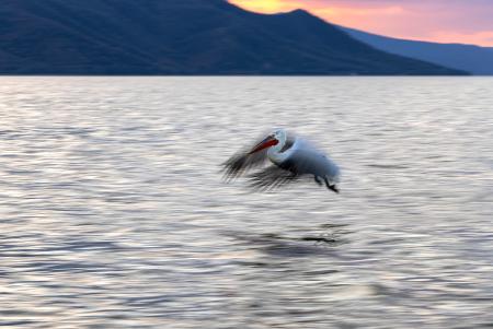 Pelican with slow shutter speed
