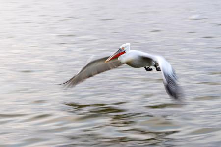 Blurred pelican