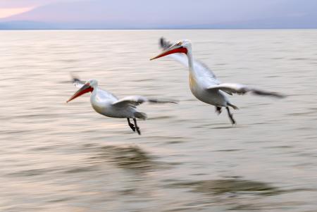 2 blurred pelicans