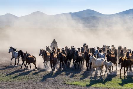 A herd of Yilki horses