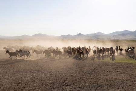 Yilki horses in the dust, Cappadocia