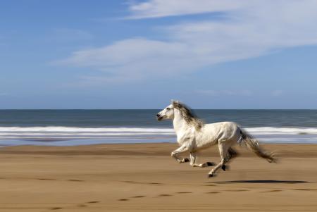 White horse running on the beach in Morocco
