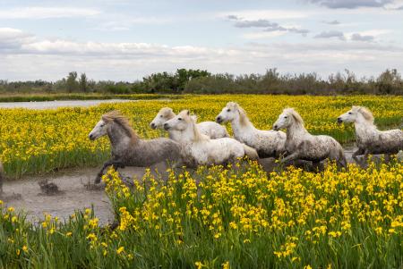 White horses running through a field of yellow iris flowers