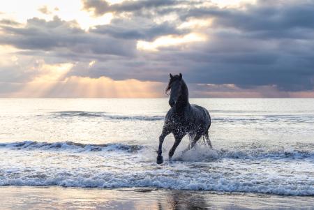 Friesian horse at sunrise