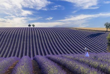 A girl walks through a field of lavender in Provence