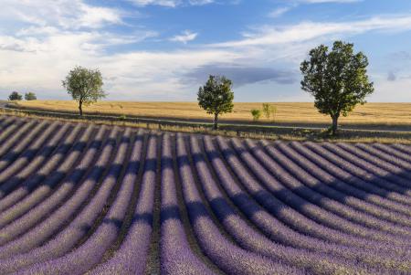 3 trees and lavender