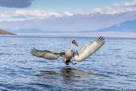 Pelican landing on lake Kerkini