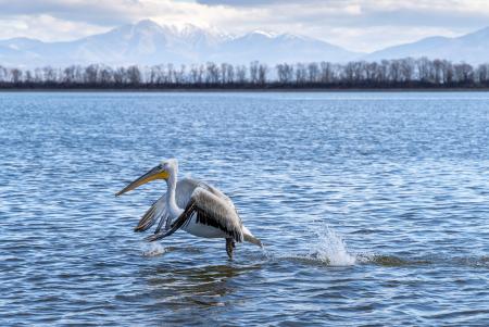 White pelican