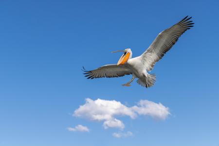 Flying above the cloud