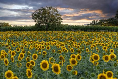 Sunflowers at sunset