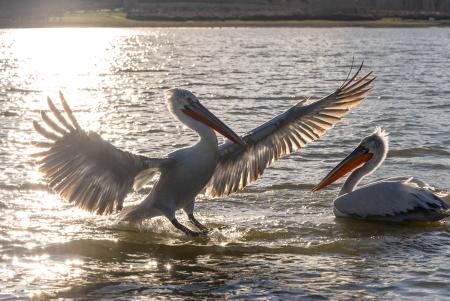 Backlit pelican