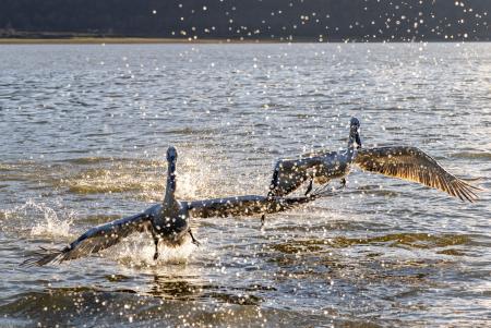 2 backlit pelicans